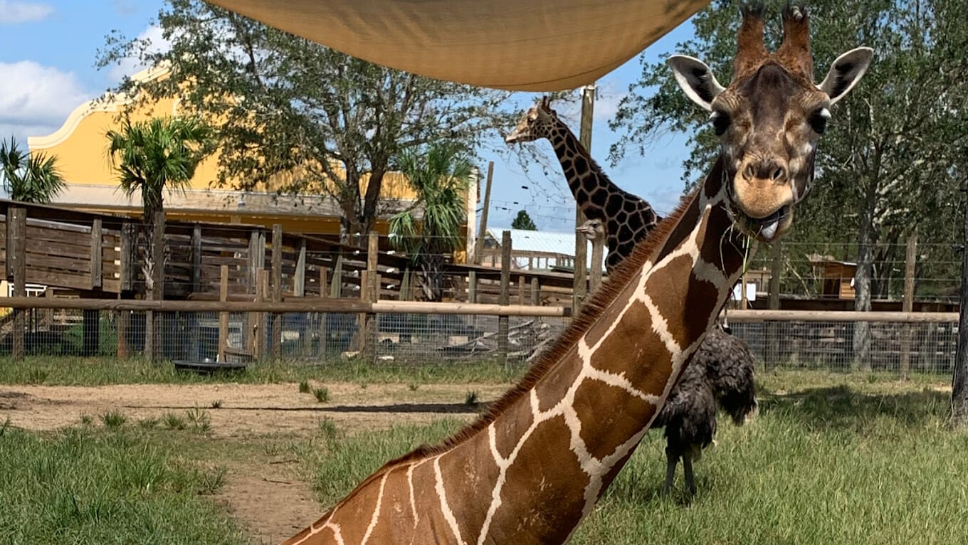 Alabama Gulf Coast Zoo